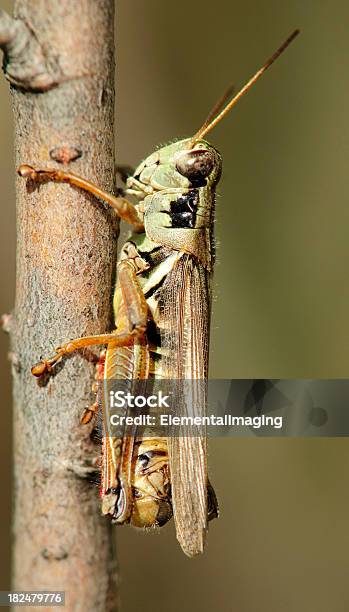 Foto de Brown Grasshopperse Obstinadamente Ao Branch e mais fotos de stock de Animal - Animal, Animal selvagem, Antena - Parte do corpo animal