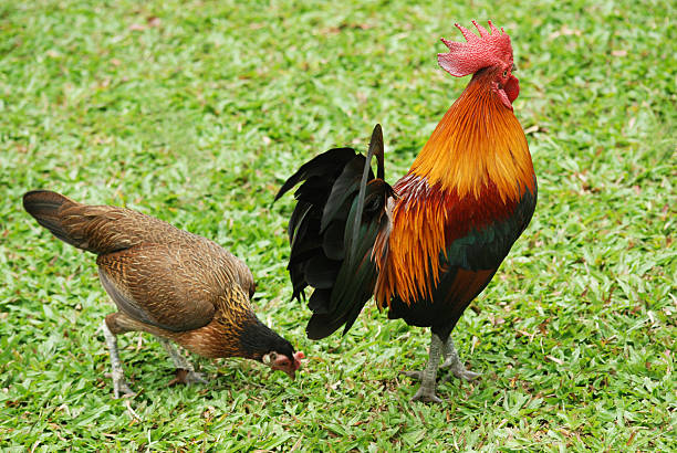 Jungle fowl. Male and female red jungle fowl.From the forest to look for other morning.Image viewing is fairly rare.And a picture of a beautiful natural wildlife. male red junglefowl gallus gallus stock pictures, royalty-free photos & images