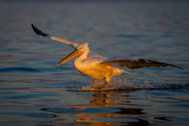 istock Pelican makes water landing on smooth lake 1824798623