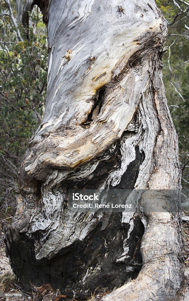 Gomero (eucaliptos - Foto de stock de Australia libre de derechos