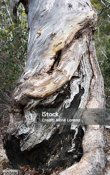 Papuana Eucalipto - Fotografias de stock e mais imagens de Austrália - Austrália, Casca de árvore, Eucalipto