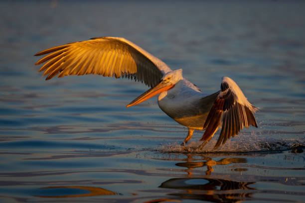 istock Pelican makes water landing sending up spray 1824799100