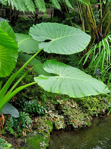 Colocasia the south eastern Asia plants