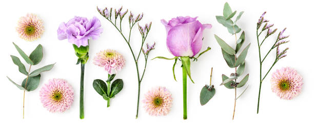 istock Rose flower, chrysanthemum and carnation isolated on white background 1824800198