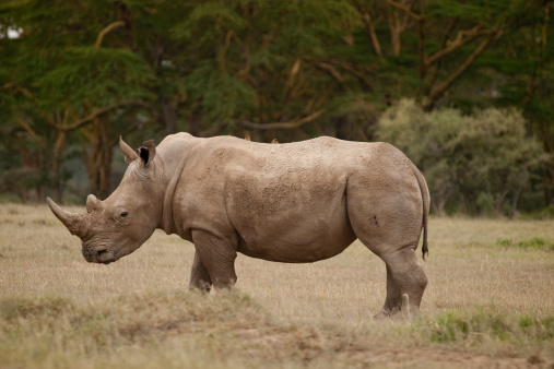 A rhinoceros standing in profile