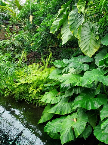 Alocasia odora  is plant native Southeast Asia