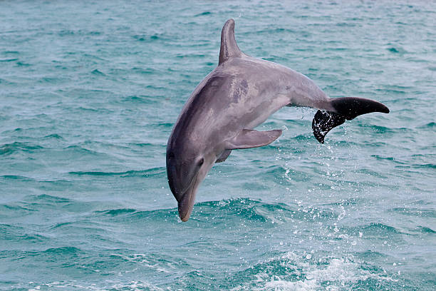 leaping dolphin stock photo