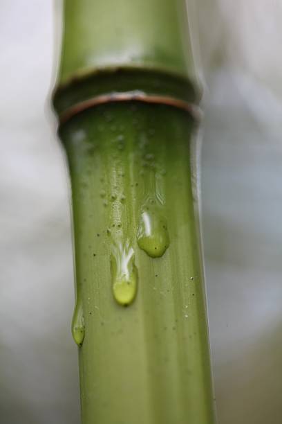 istock Bamboo XXXL 182480195