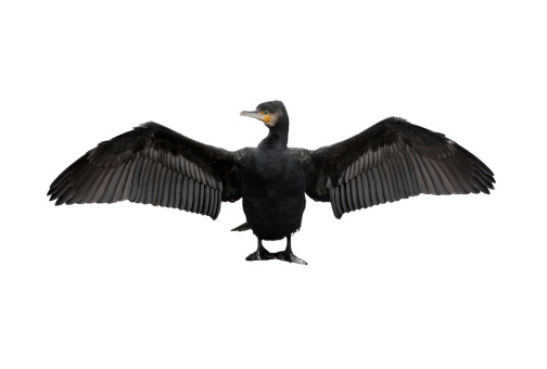 Great cormorant against a white background. Canon 5D Mark II with tele.