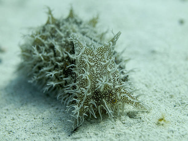 istock Bursatella leachii - shaggy or hairy sea hare 182480248