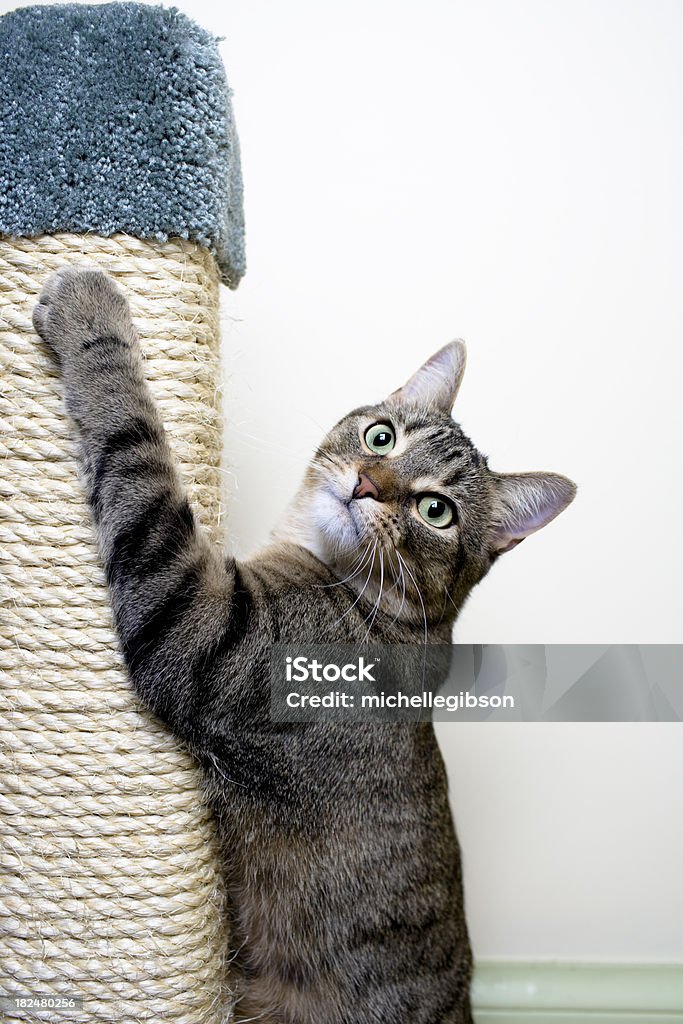 Gato pendurado no Arranhador para gato - Royalty-free Gato domesticado Foto de stock