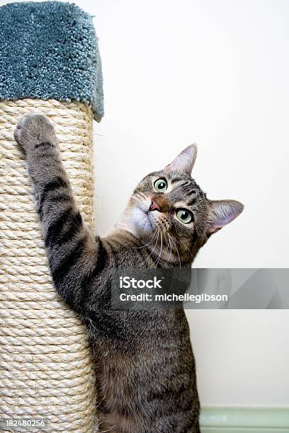 Gato Pendurado No Arranhador Para Gato - Fotografias de stock e mais imagens de Gato domesticado - Gato domesticado, Arranhador para gato, Trepar