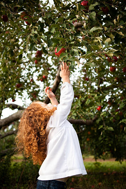 niña llegar a una manzana en el árbol en orchard - apple orchard child apple fruit fotografías e imágenes de stock