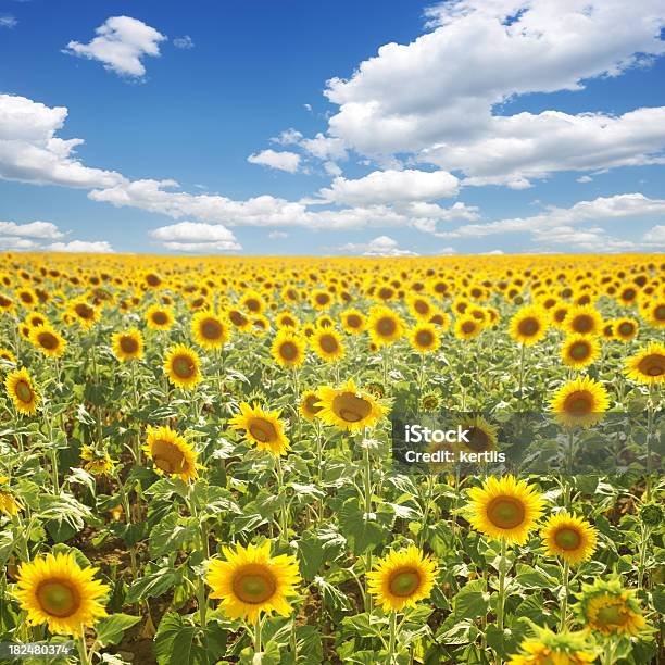 Sunflowers I Blue Sky - zdjęcia stockowe i więcej obrazów Bez ludzi - Bez ludzi, Bezchmurne niebo, Chmura