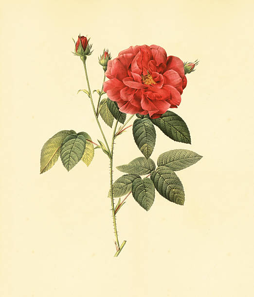 istock XXXL Rose | Antique Flower Illustrations 182480462