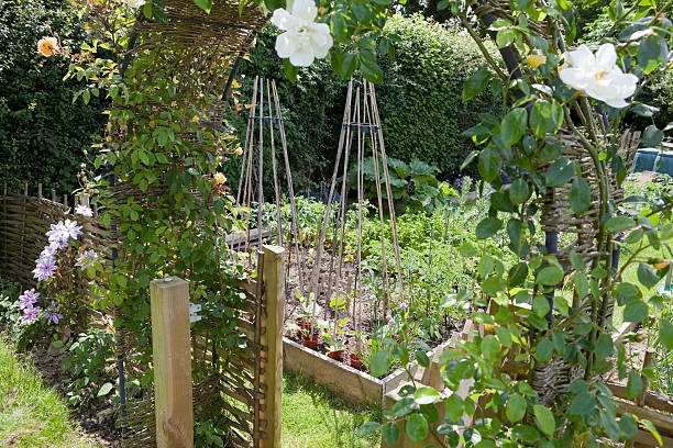 Rose covered arbour leading to vegetable garden with raised beds bulging with growing vegetation.