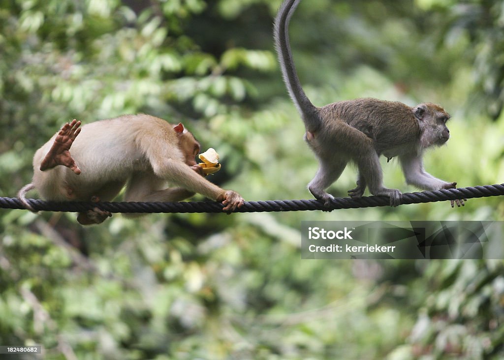 Affaires de singe - Photo de Macaque libre de droits