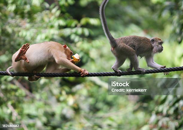 Photo libre de droit de Affaires De Singe banque d'images et plus d'images libres de droit de Macaque - Macaque, Île de Bornéo, Animaux à l'état sauvage