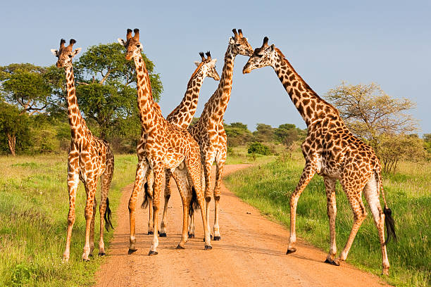 Giraffes In Serengeti Stock Photo - Download Image Now - Giraffe, Serengeti  National Park, Africa - iStock