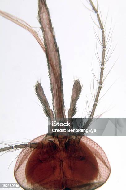 Mosquito Head Female Wm Stock Photo - Download Image Now - Proboscis, Anatomy, Insect