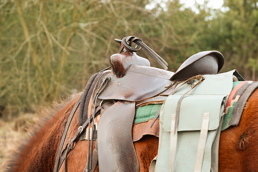 Chestnut horse with saddle outdoors, closeup. Lovely domesticated pet