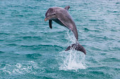 leaping dolphin