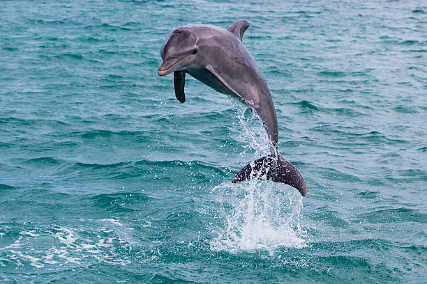przeskakiwanie dolphin - dolphin jumping sea animal zdjęcia i obrazy z banku zdjęć