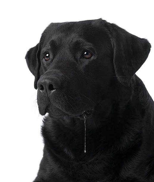 Drooling dog | black labrador retriever stock photo