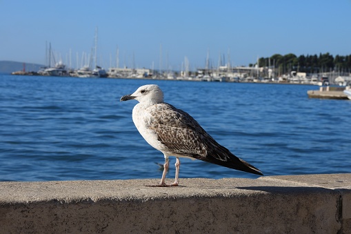 Beautiful seagull on stone surface near calm sea outdoors