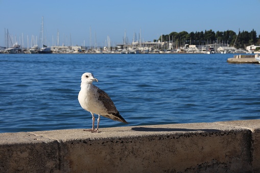 Beautiful seagull on stone surface near calm sea outdoors. Space for text