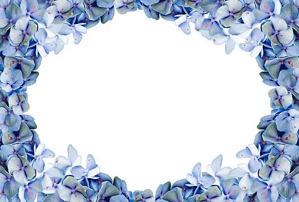 Photo of Blue Hydrangea Framed Background