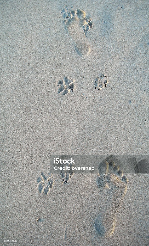 Man and dog footprints The footprints on a beach of a man and pet dog Animal Stock Photo