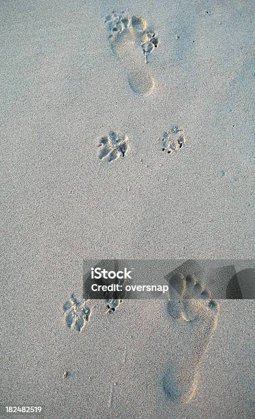 Man And Dog Footprints Stock Photo - Download Image Now - Animal, Animal Body Part, Beach