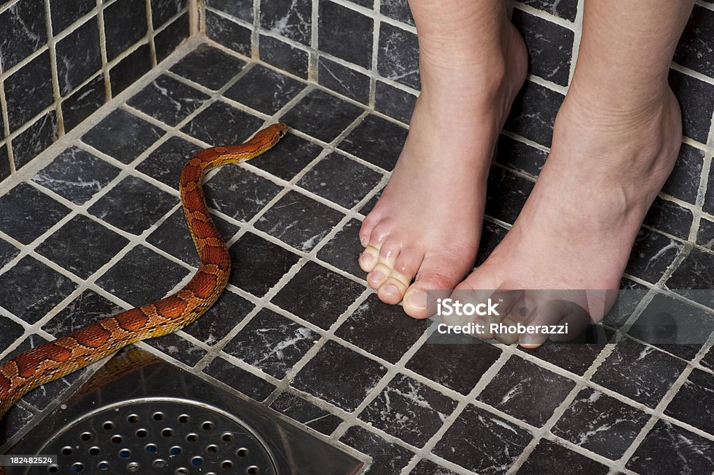 Snake phobia Young woman and a corn snake. Adobe RGB. Snake Stock Photo
