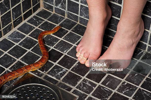 Snake Phobia Stock Photo - Download Image Now - Snake, Bathroom, Fear