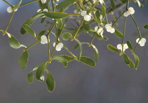 Close up of mistletoe in february /shallow DOF /  Alternative herb used to treat cancer
