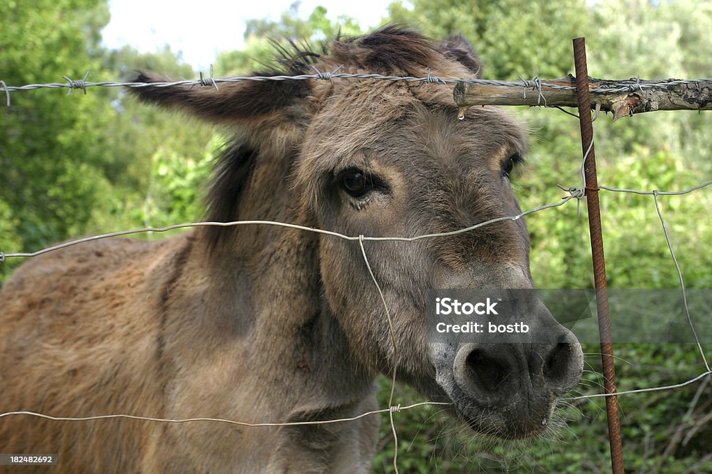 Donkey donkey eye Animal Stock Photo