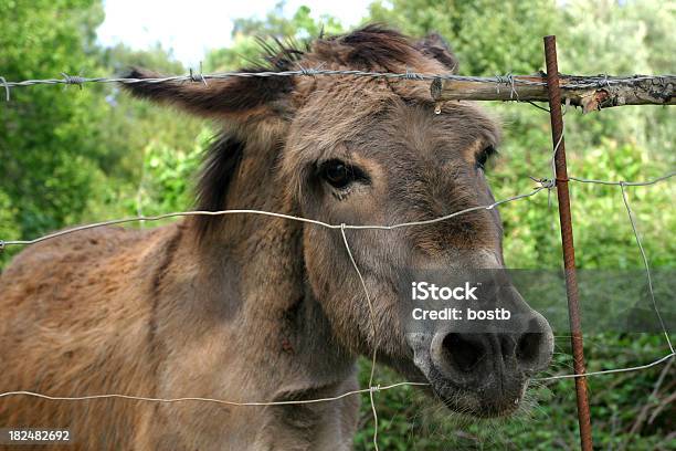 Donkey Stock Photo - Download Image Now - Animal, Animal Body Part, Animal Ear