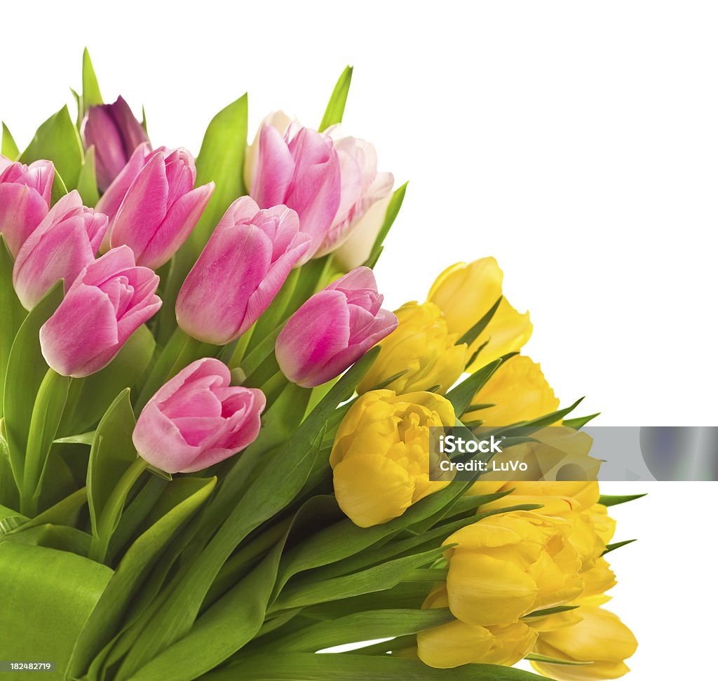 Tulips  Angle Stock Photo