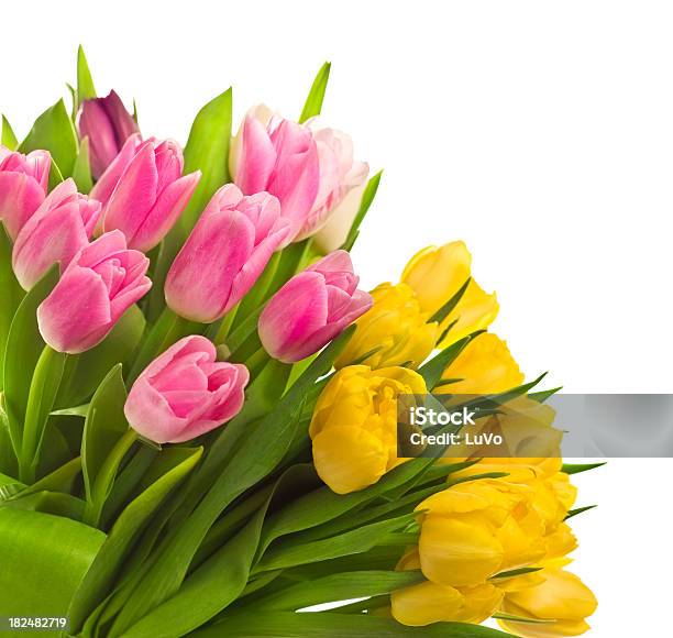 Tulips Stock Photo - Download Image Now - Angle, Beauty, Beauty In Nature