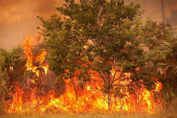 Forest fire damage at Big Cypress National Preserve in Florida