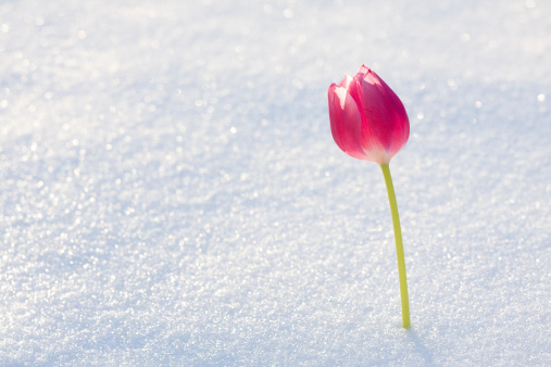 Picture of a tulip in fresh snow