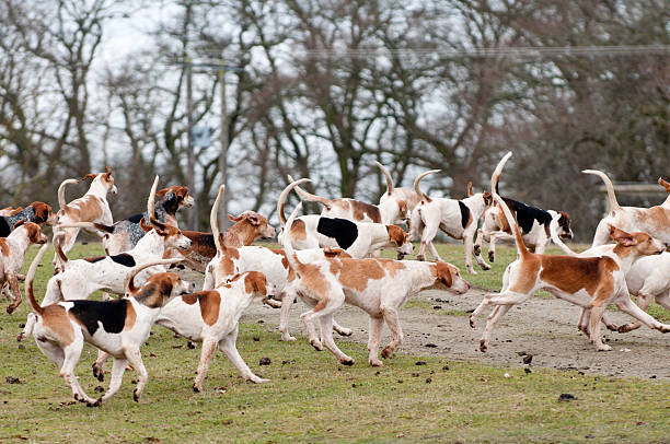 istock Many hounds run with tails up into forest 182482923