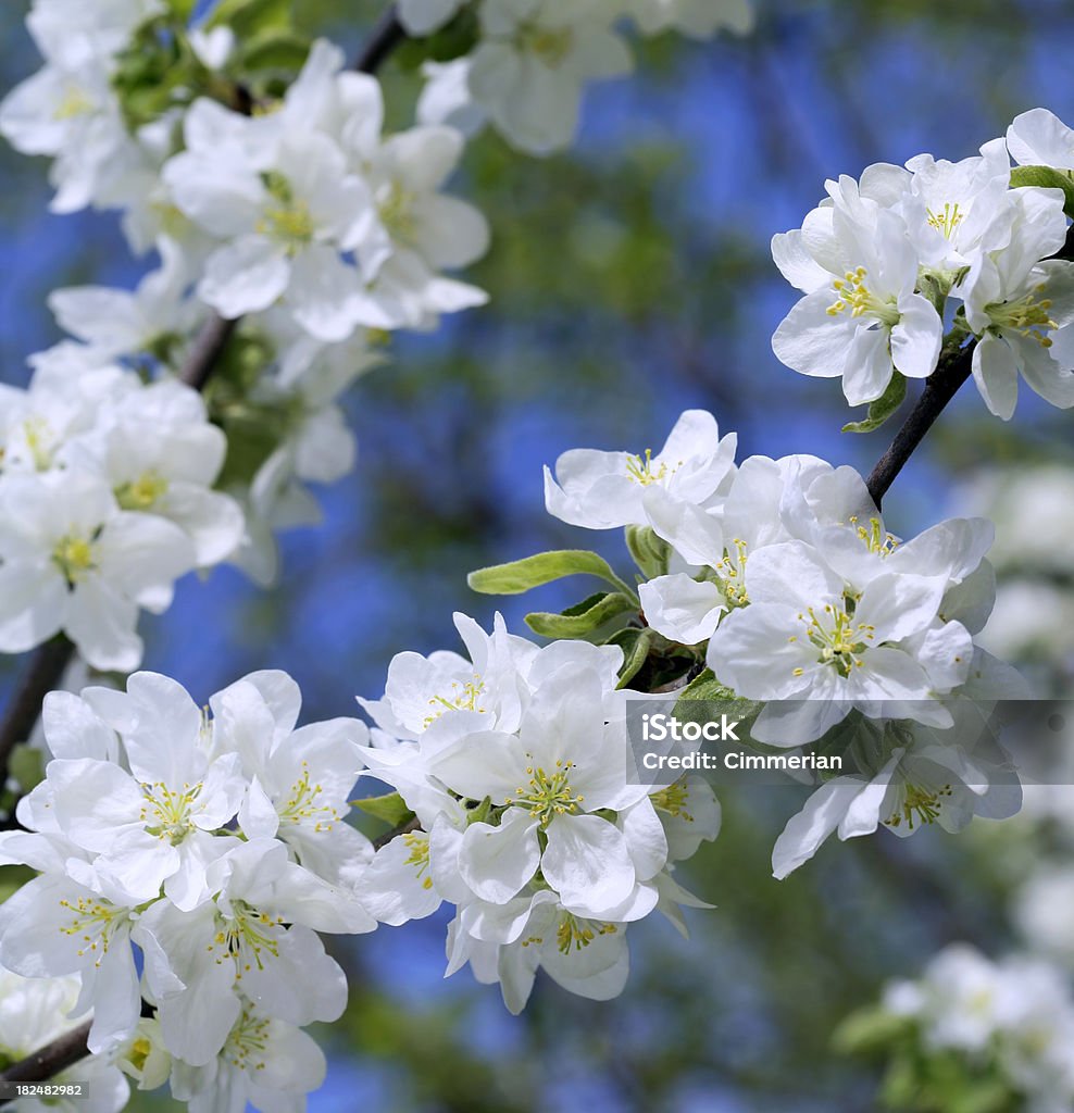 Fiore di melo - Foto stock royalty-free di Albero