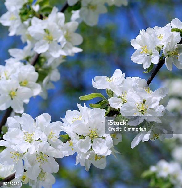 Fiore Di Melo - Fotografie stock e altre immagini di Albero - Albero, Ambientazione esterna, Ambientazione tranquilla