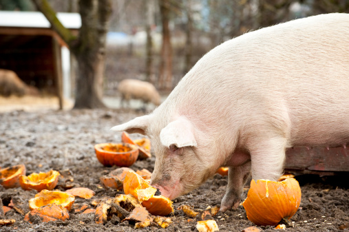 Pig eating pumpkins with room for copy space