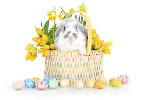 "An adorable, lop-eared bunny sits in an Easter basket with flowers and eggs and on a white background."
