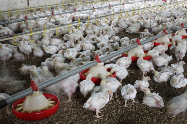 istock Baby Chickens in the Chicken Farm 182483186
