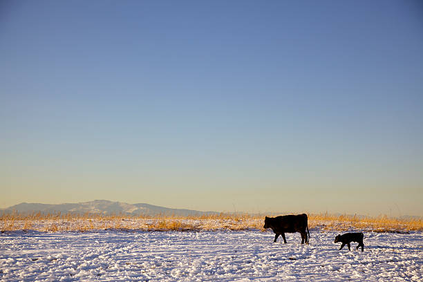mãe e filhote - winter agriculture ranch field - fotografias e filmes do acervo
