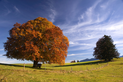 fall meadow in the bavarian allgau -germany